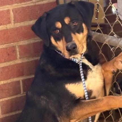 Enlarge Shock, a ADOPTABLE mixed breed in Lumberton, NC image 1/1