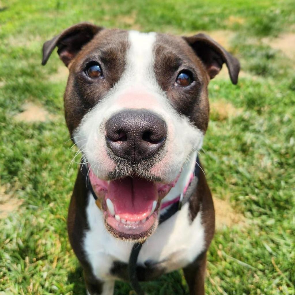 Mr. Darcy, a Adoptable mixed breed in St. Louis, MO image 1/6