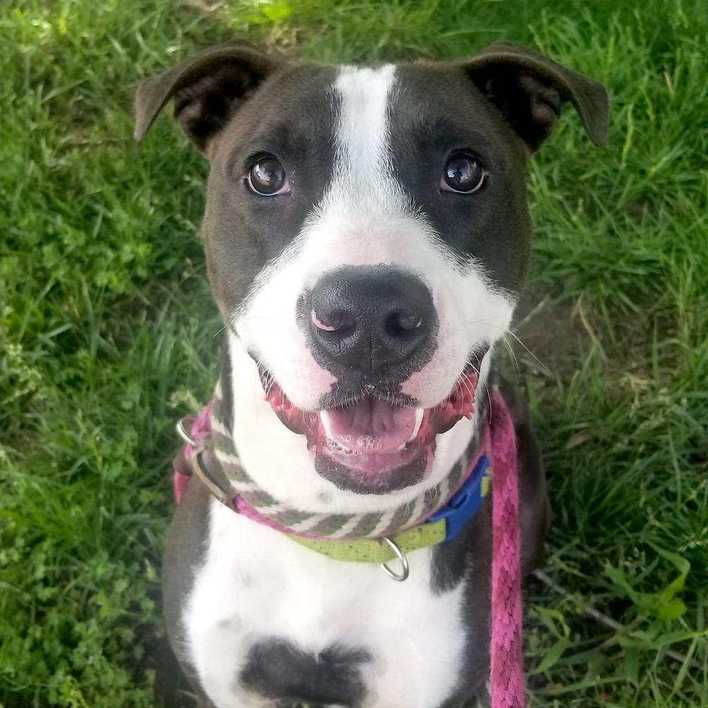 Mr. Darcy, a Adoptable mixed breed in St. Louis, MO image 2/6