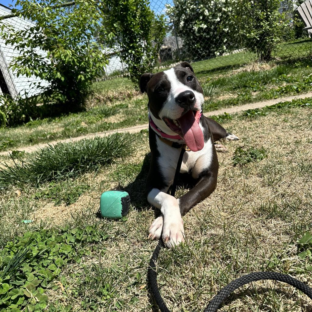 Mr. Darcy, a Adoptable mixed breed in St. Louis, MO image 3/6