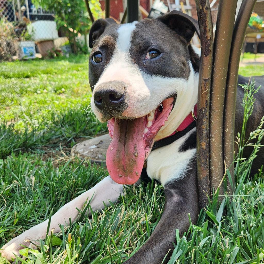 Mr. Darcy, a Adoptable mixed breed in St. Louis, MO image 4/6