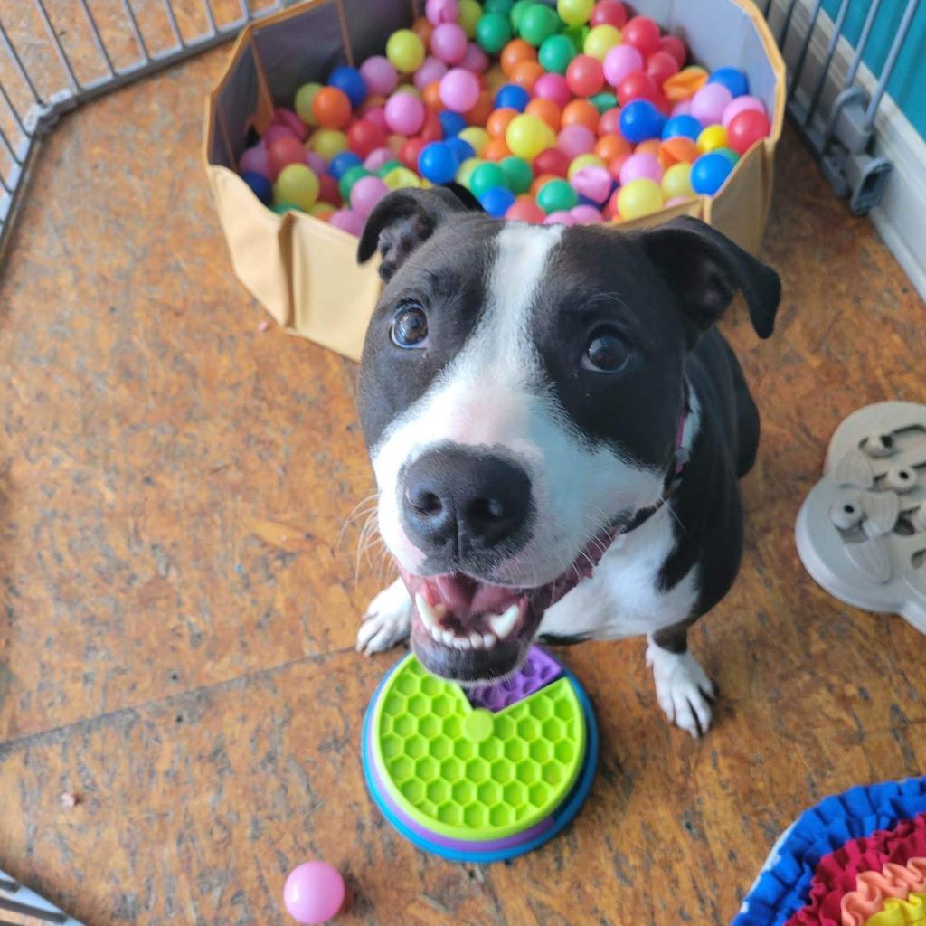 Mr. Darcy, a Adoptable mixed breed in St. Louis, MO image 5/6