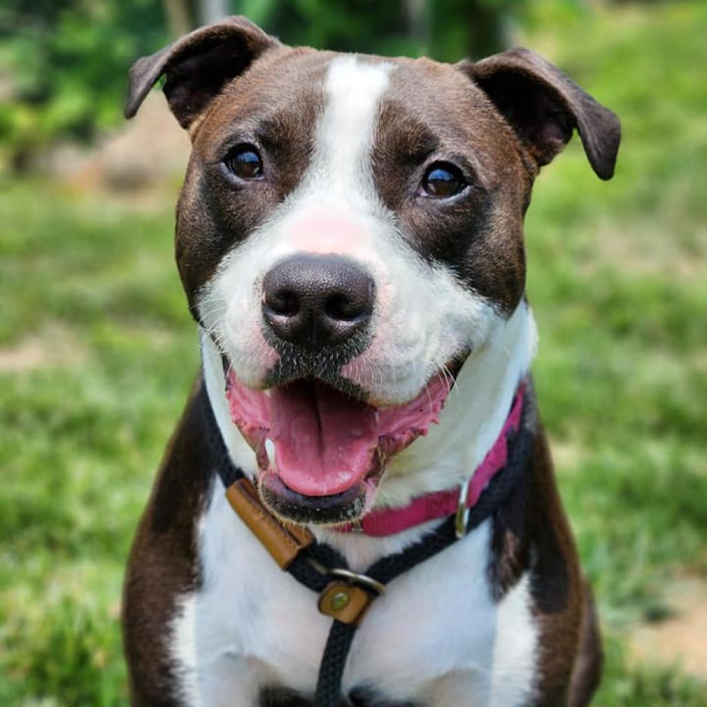 Mr. Darcy, a Adoptable mixed breed in St. Louis, MO image 6/6