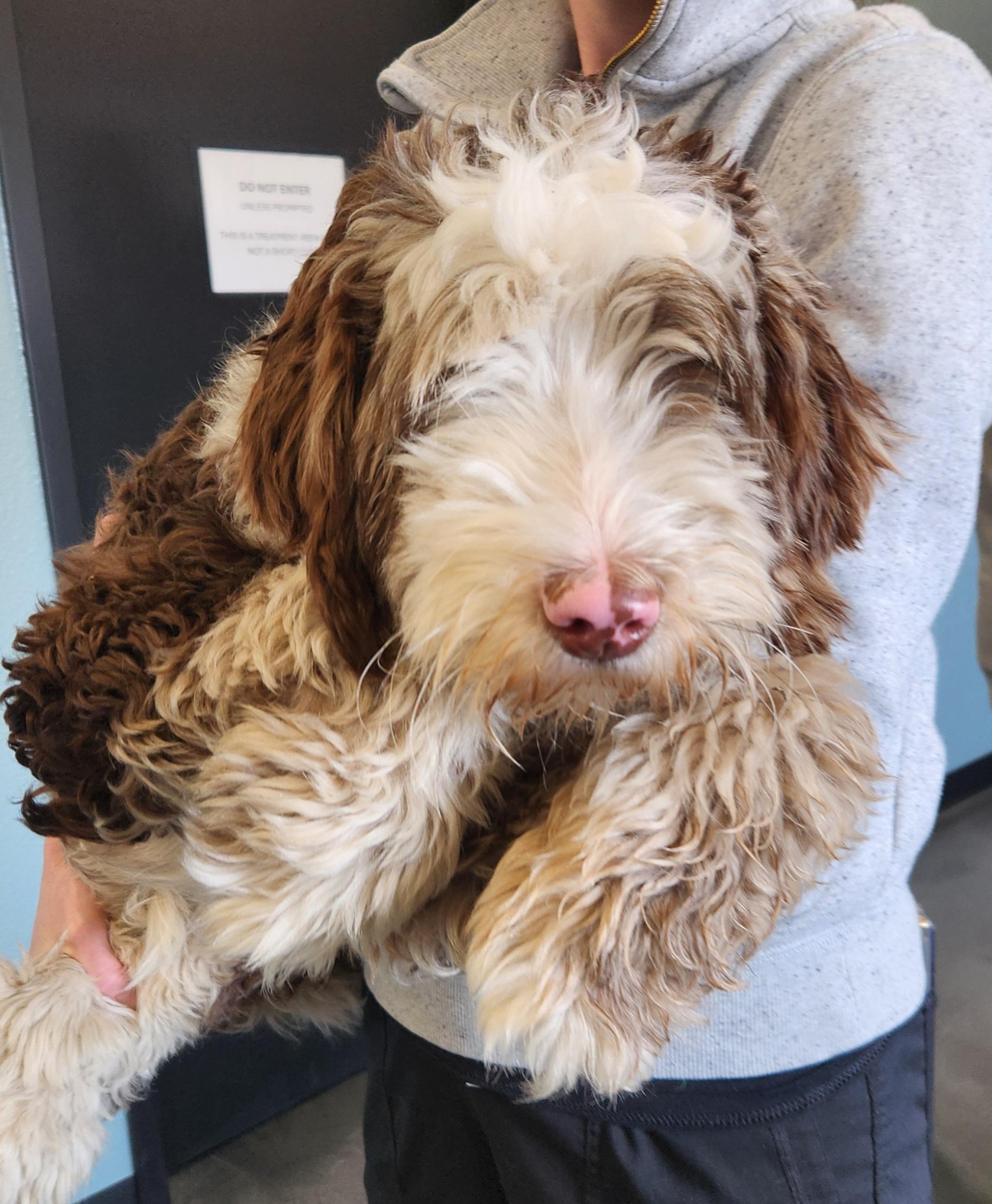 Enlarge Georgia, an adopted Bernedoodle in Liberty Center, OH image 1/6
