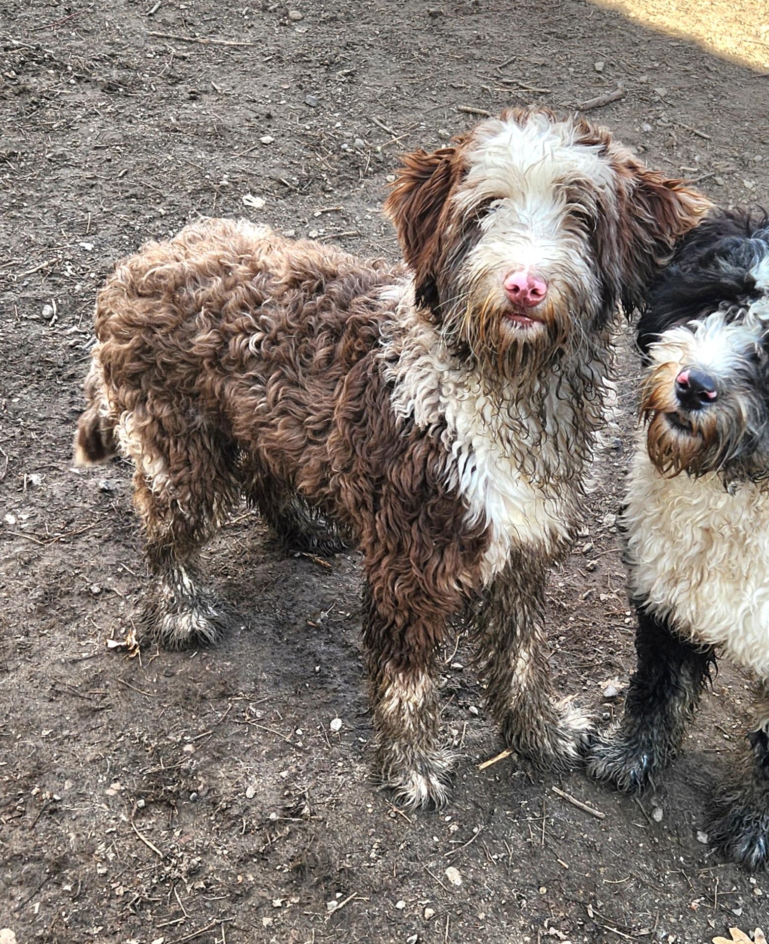 Enlarge Georgia, an adopted Bernedoodle in Liberty Center, OH image 5/6