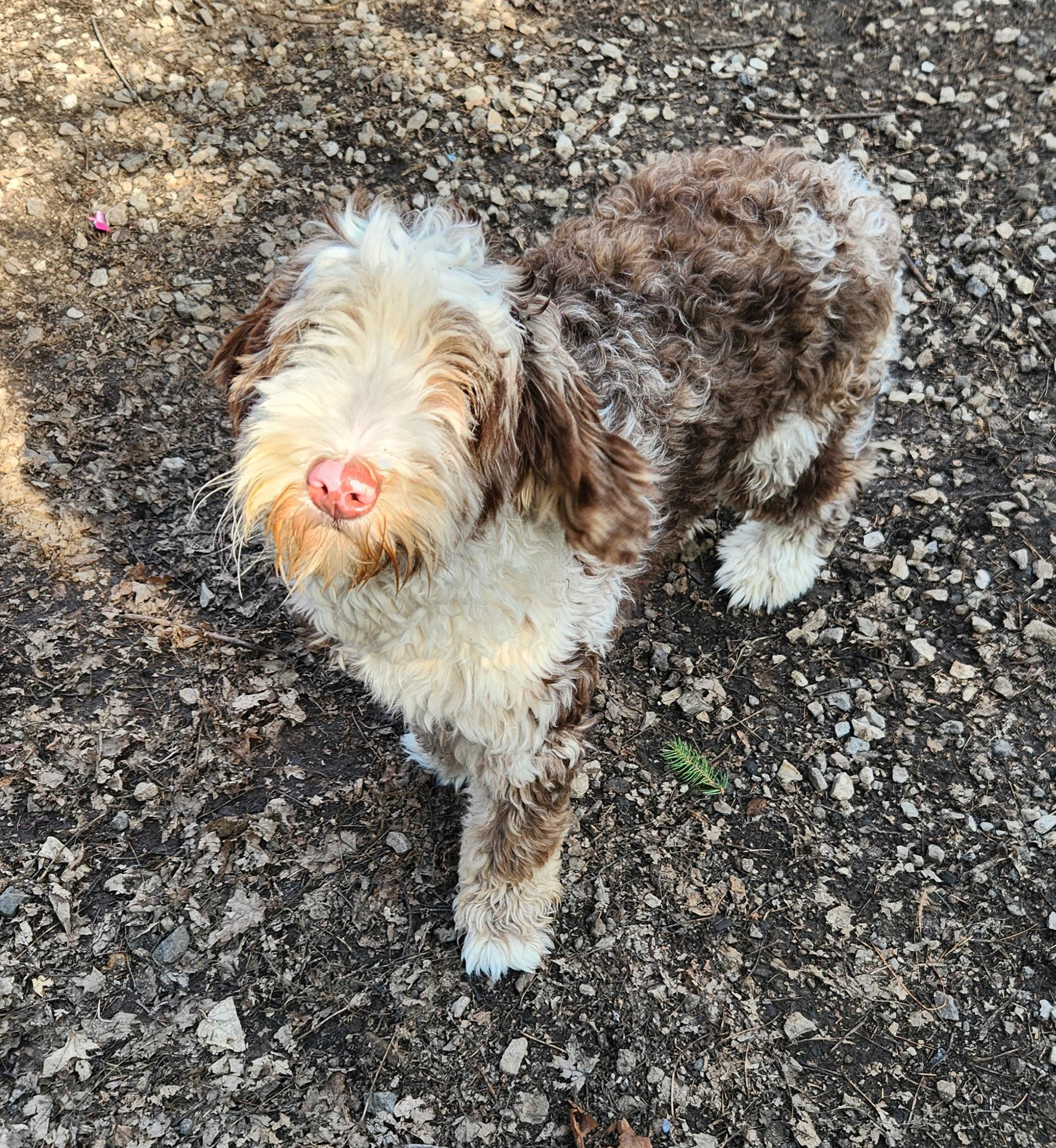 Enlarge Georgia, an adopted Bernedoodle in Liberty Center, OH image 6/6