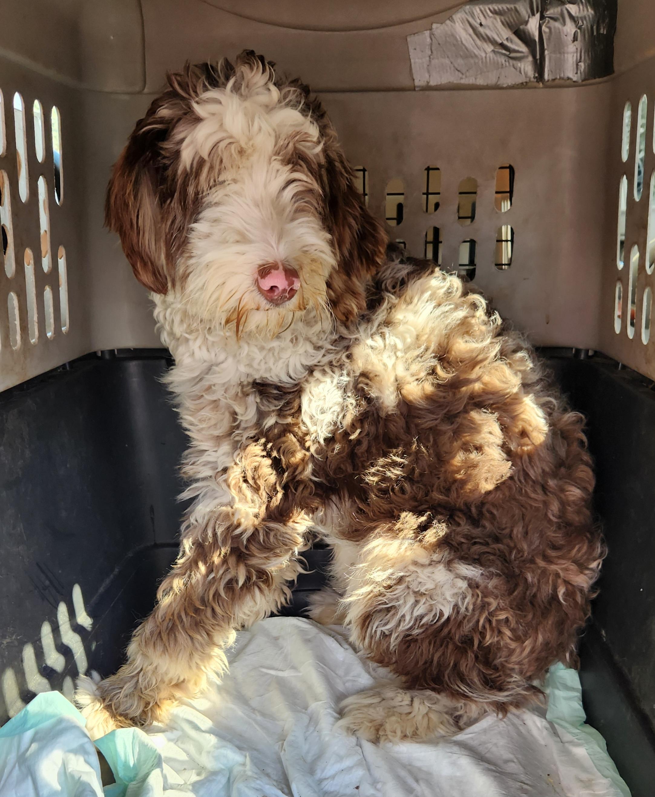 Enlarge Georgia, an adopted Bernedoodle in Liberty Center, OH image 2/6