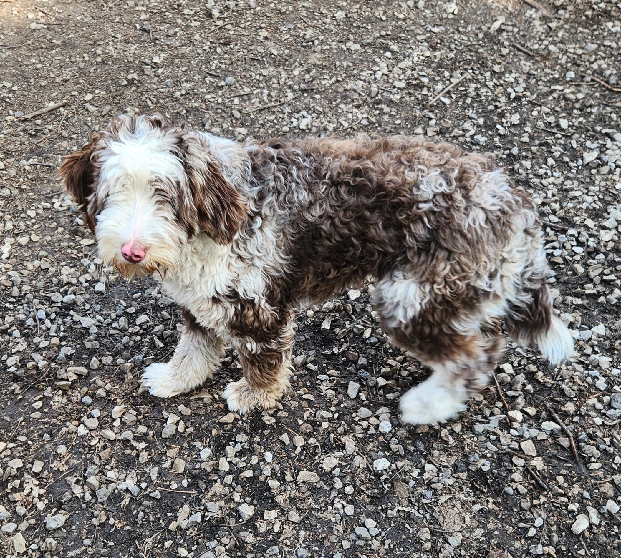 Enlarge Georgia, an adopted Bernedoodle in Liberty Center, OH image 4/6