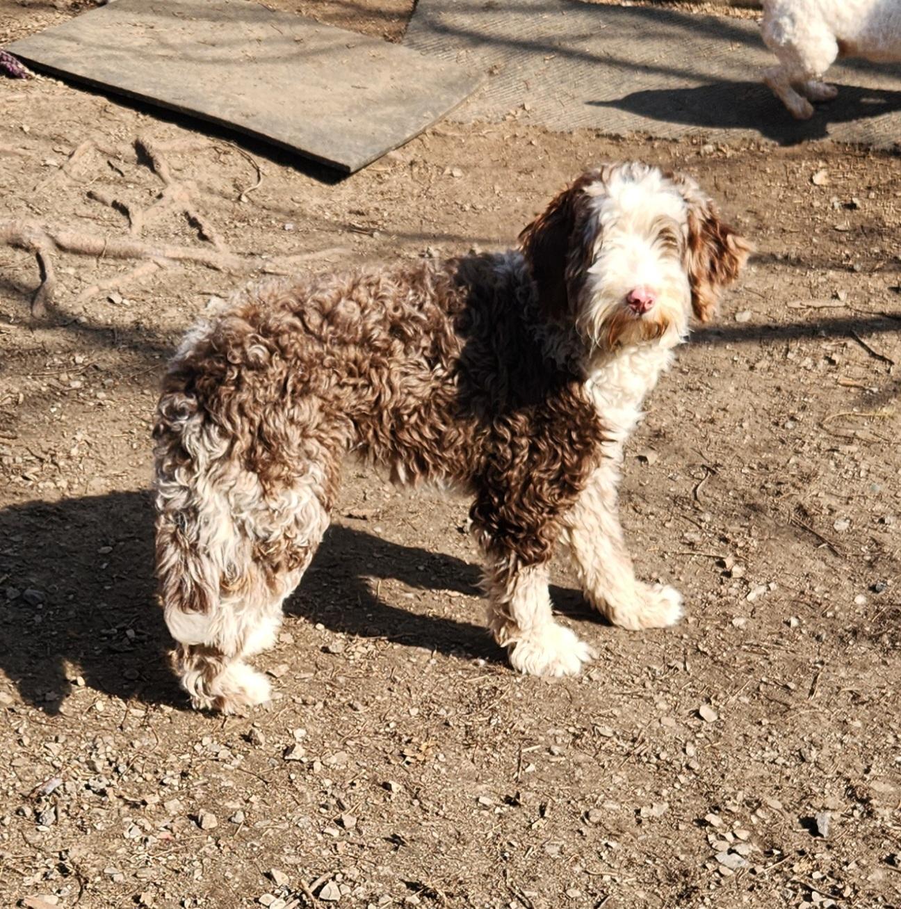 Enlarge Georgia, an adopted Bernedoodle in Liberty Center, OH image 3/6