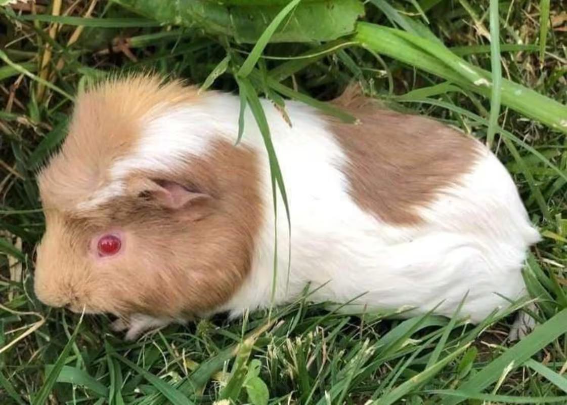 Enlarge Pippa, a Adopted Short-Haired in Alvaton, KY image 1/3