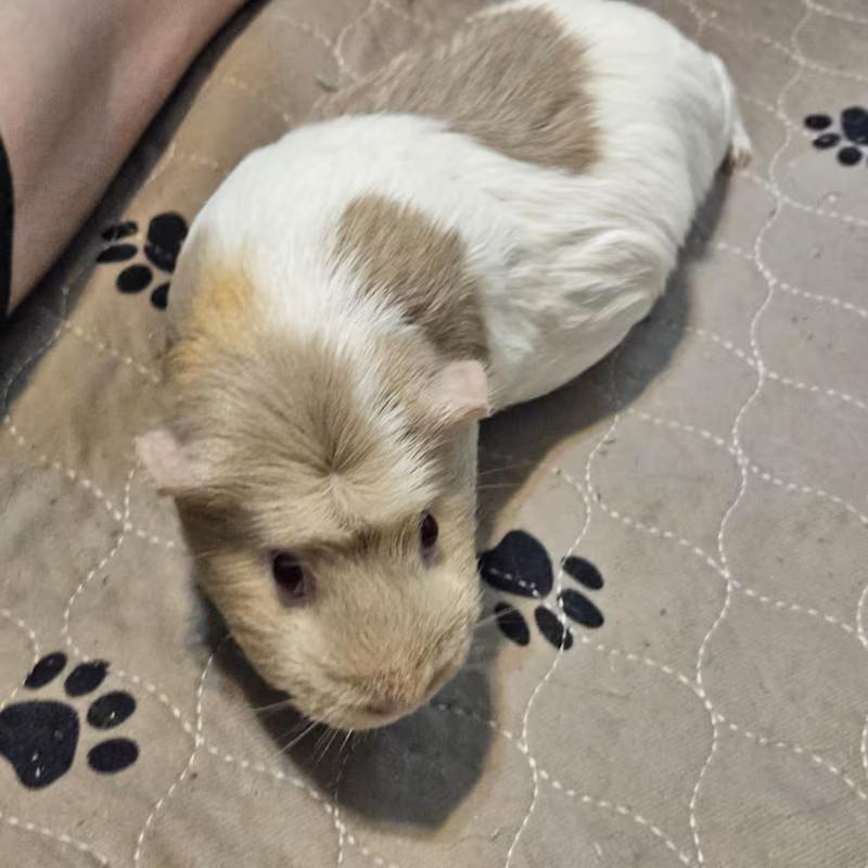 Enlarge Pippa, a Adopted Short-Haired in Alvaton, KY image 3/3