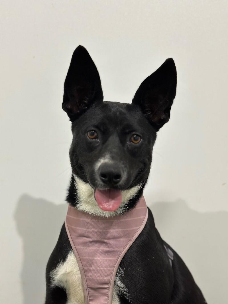 Dog for adoption - Amber, a Rat Terrier & Labrador Retriever Mix in Las ...