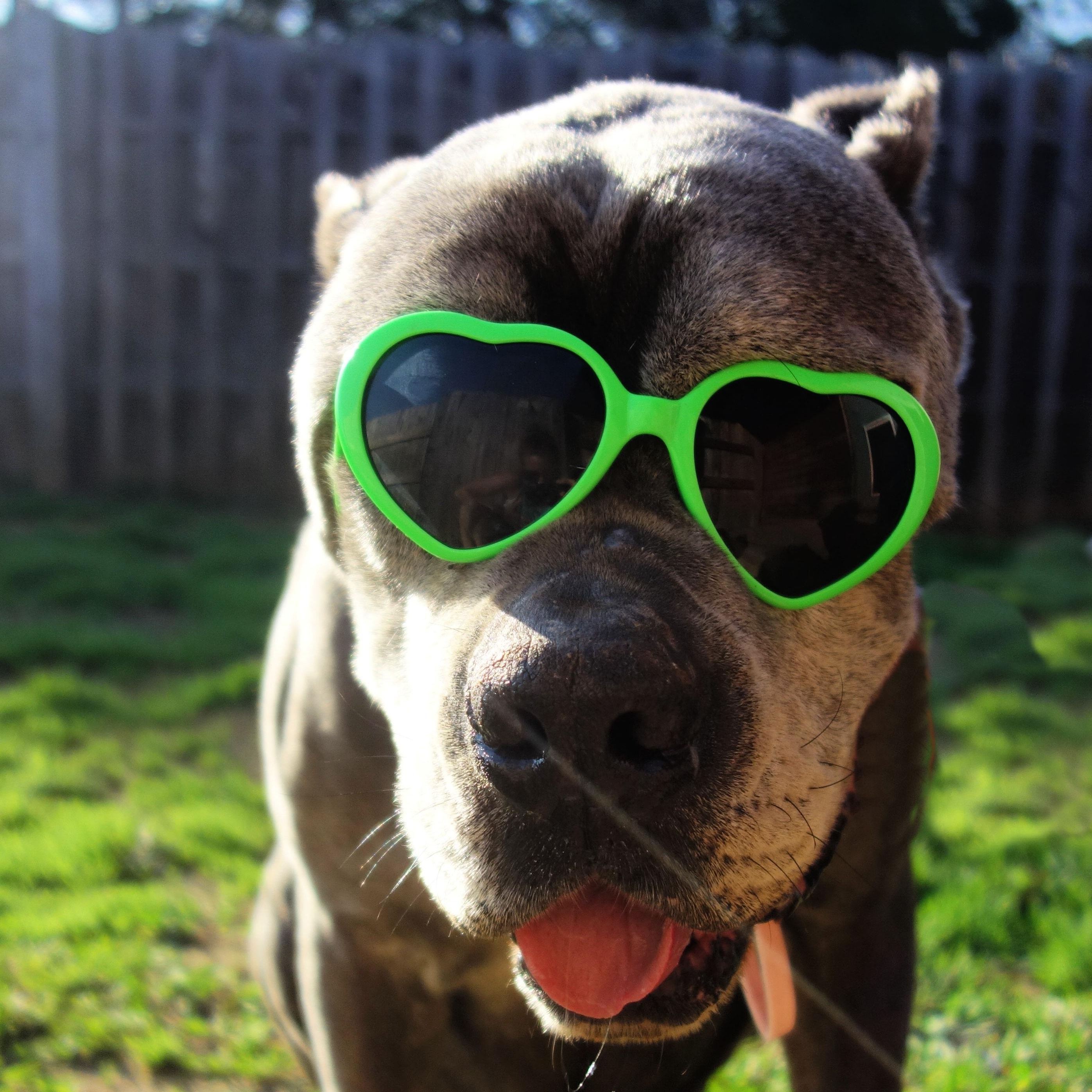 Logan, Adoptable, Adult Male Cane Corso.
