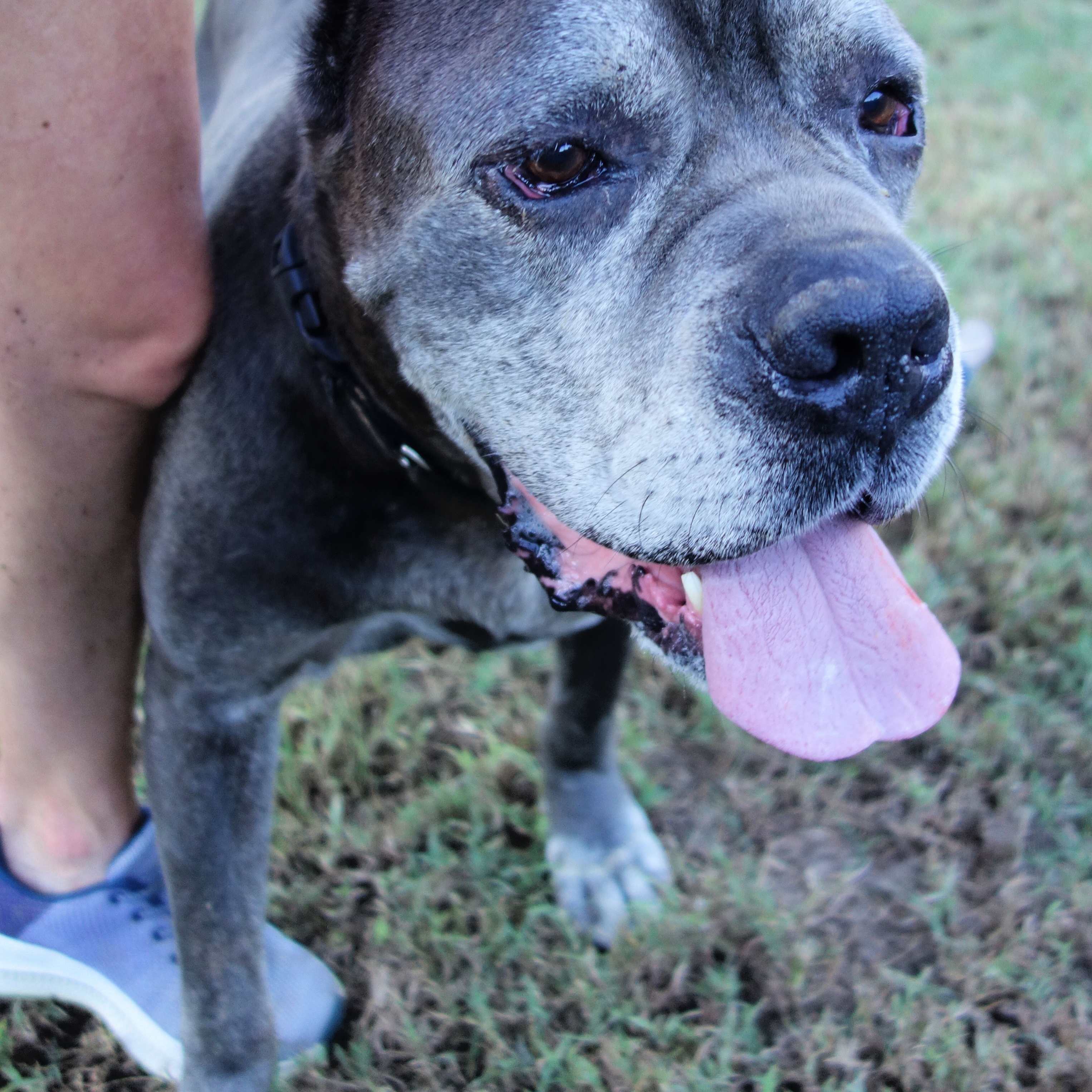 Logan, a Adoptable Cane Corso in Norwood, GA image 6/6