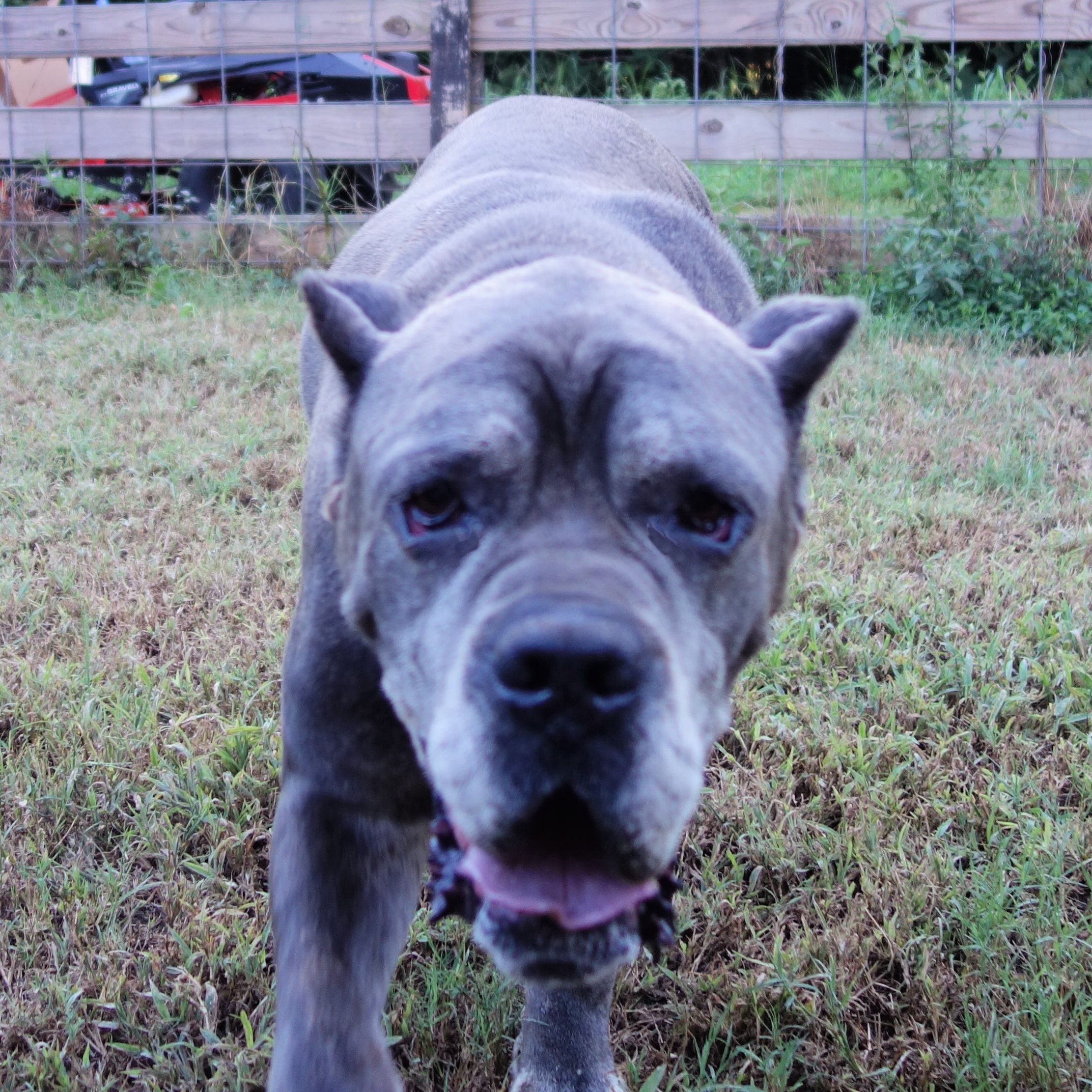 Logan, a Adoptable Cane Corso in Norwood, GA image 5/6