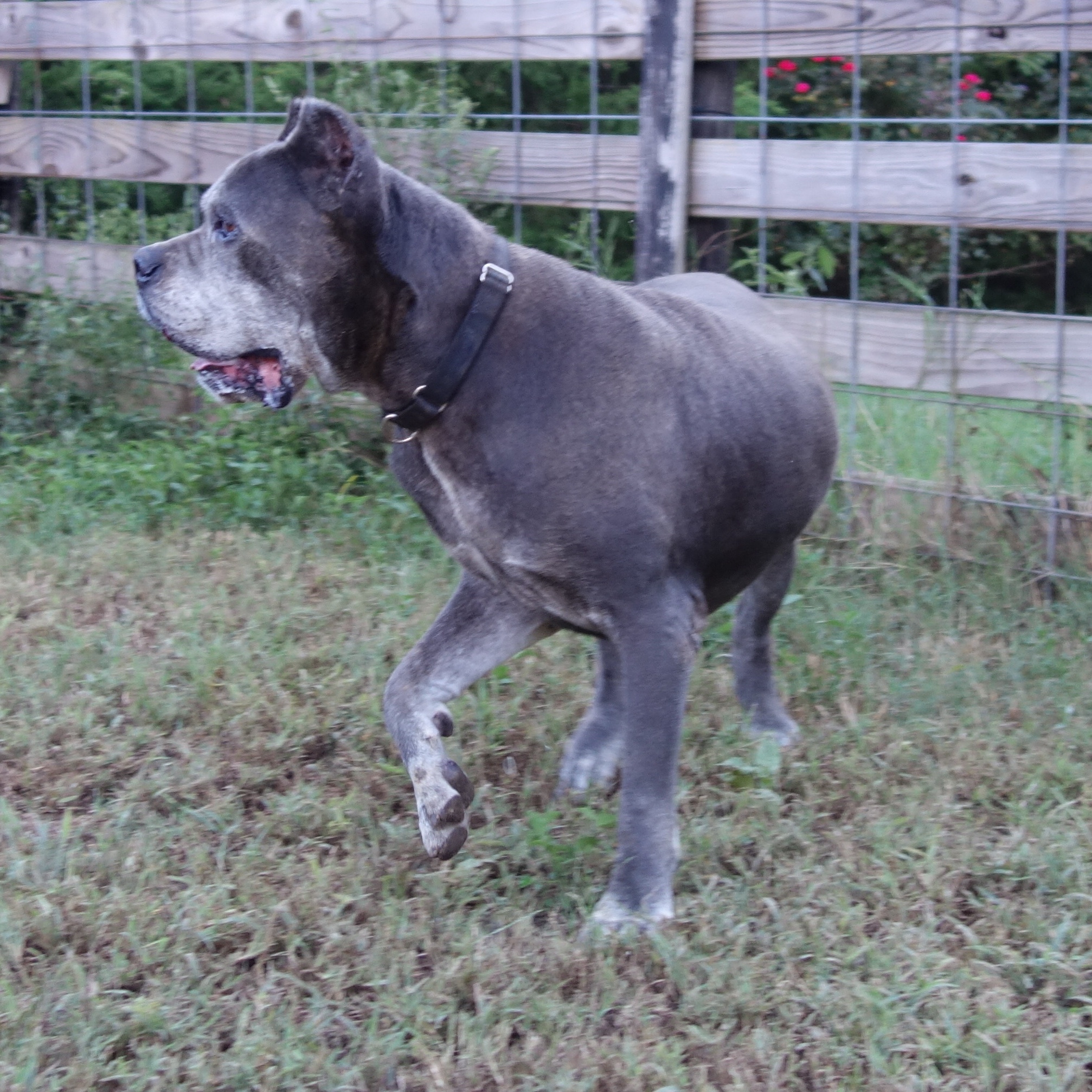 Logan, a Adoptable Cane Corso in Norwood, GA image 3/6