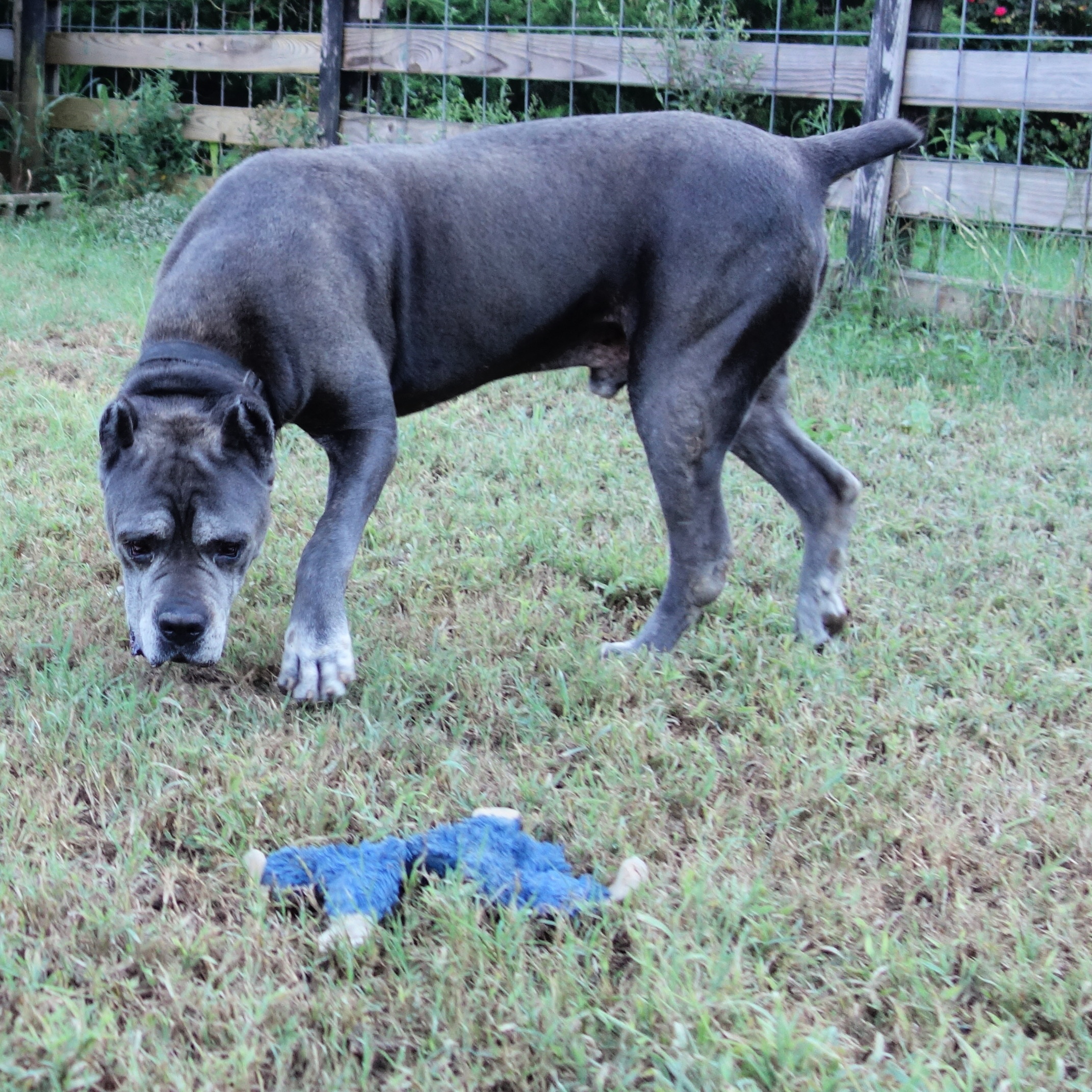 Logan, a Adoptable Cane Corso in Norwood, GA image 4/6