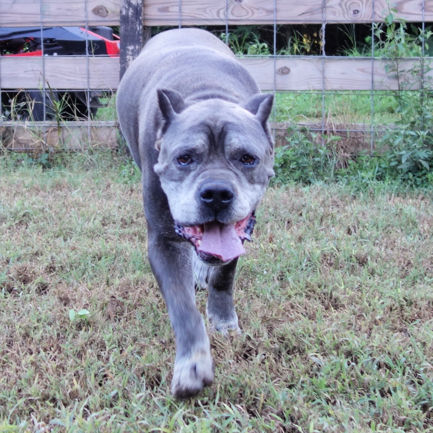 Logan, a Adoptable Cane Corso in Norwood, GA image 2/6