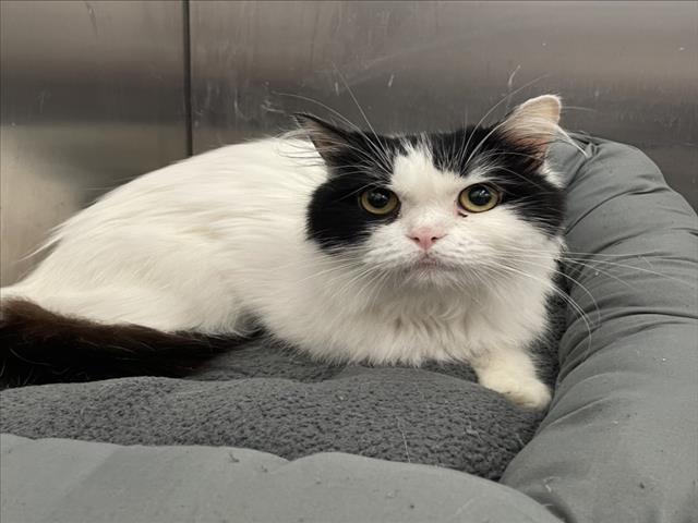 BIRDIE, Adoptable, Adult Female Persian & Domestic Short Hair.