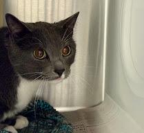 Enlarge THEODORE, a Adoptable Domestic Short Hair in Olathe, KS image 1/1