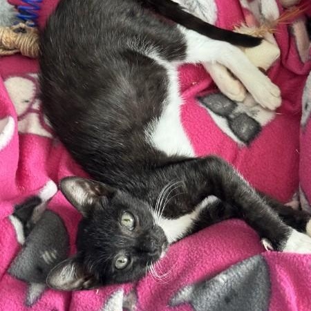Enlarge Slim Pickens, a Adoptable mixed breed in Sacramento, CA image 1/1