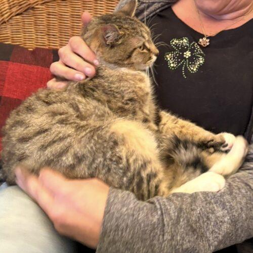 Enlarge Lucky, a Adoptable Domestic Short Hair in Seven Valleys, PA image 1/3