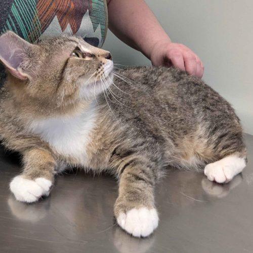 Enlarge Lucky, a Adoptable Domestic Short Hair in Seven Valleys, PA image 2/3