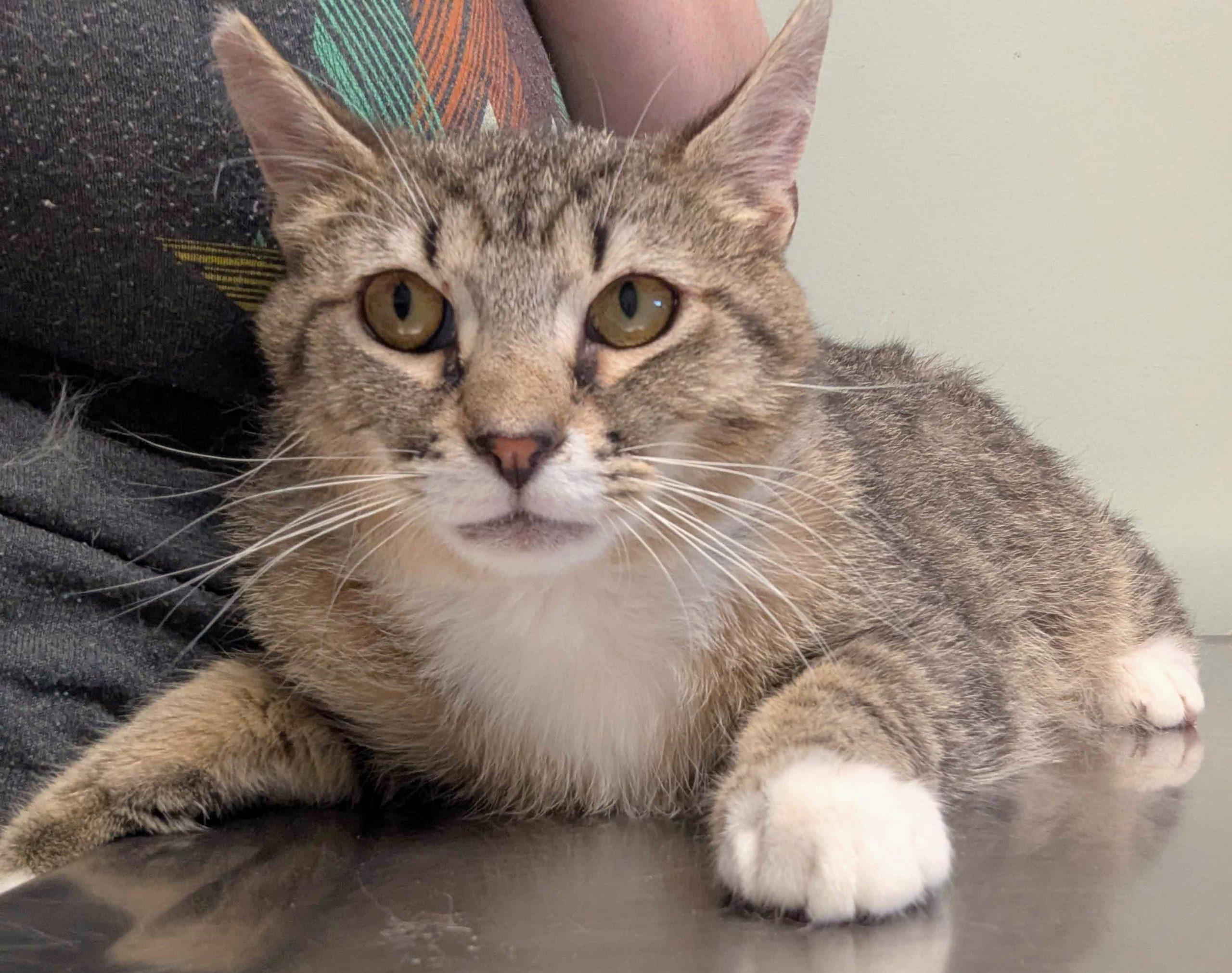 Enlarge Lucky, a Adoptable Domestic Short Hair in Seven Valleys, PA image 3/3