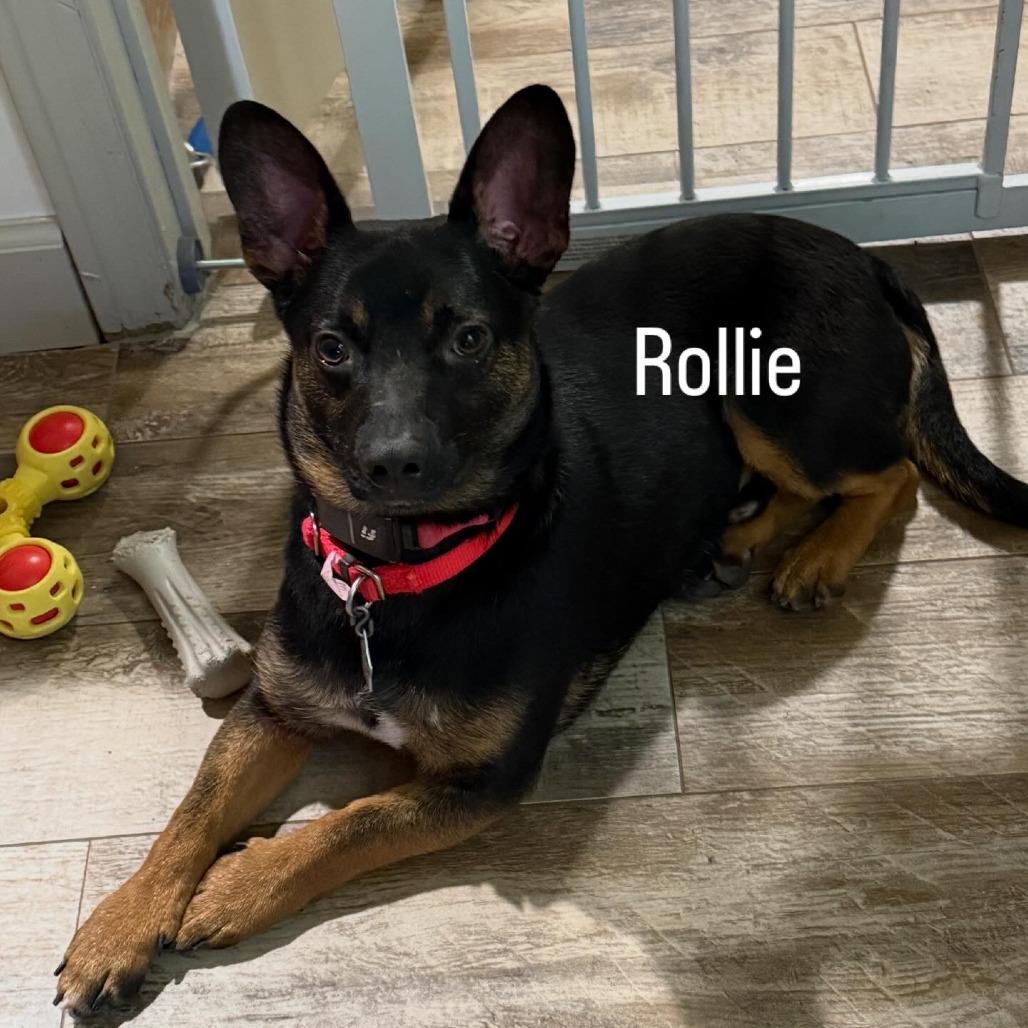 Enlarge Rollie, a Adoptable mixed breed in Amarillo, TX image 1/6