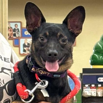 Enlarge Rollie, a Adoptable mixed breed in Amarillo, TX image 2/6