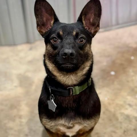 Enlarge Rollie, a Adoptable mixed breed in Amarillo, TX image 3/6