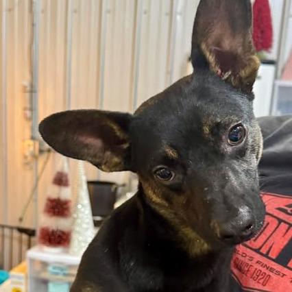 Enlarge Rollie, a Adoptable mixed breed in Amarillo, TX image 3/6