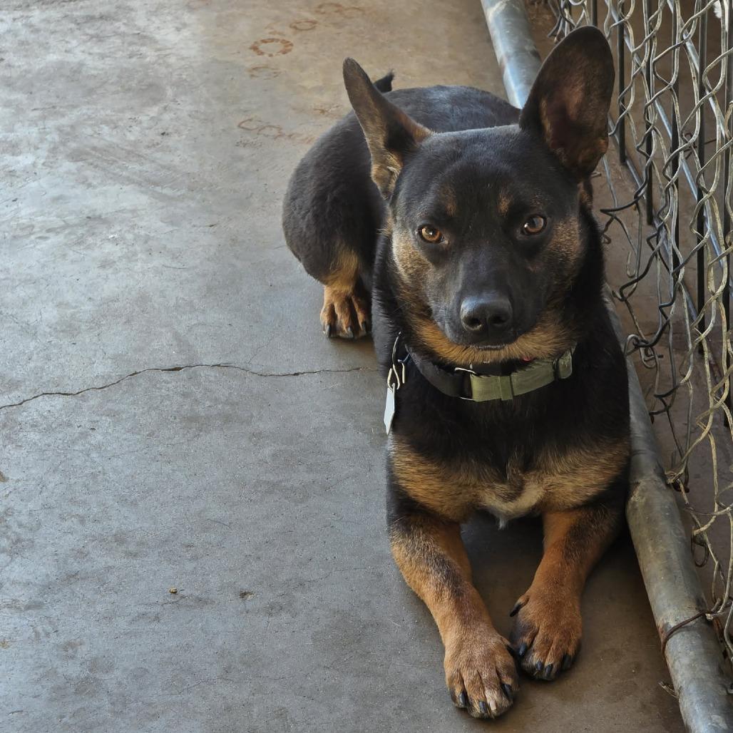 Enlarge Rollie, a Adoptable mixed breed in Amarillo, TX image 4/6