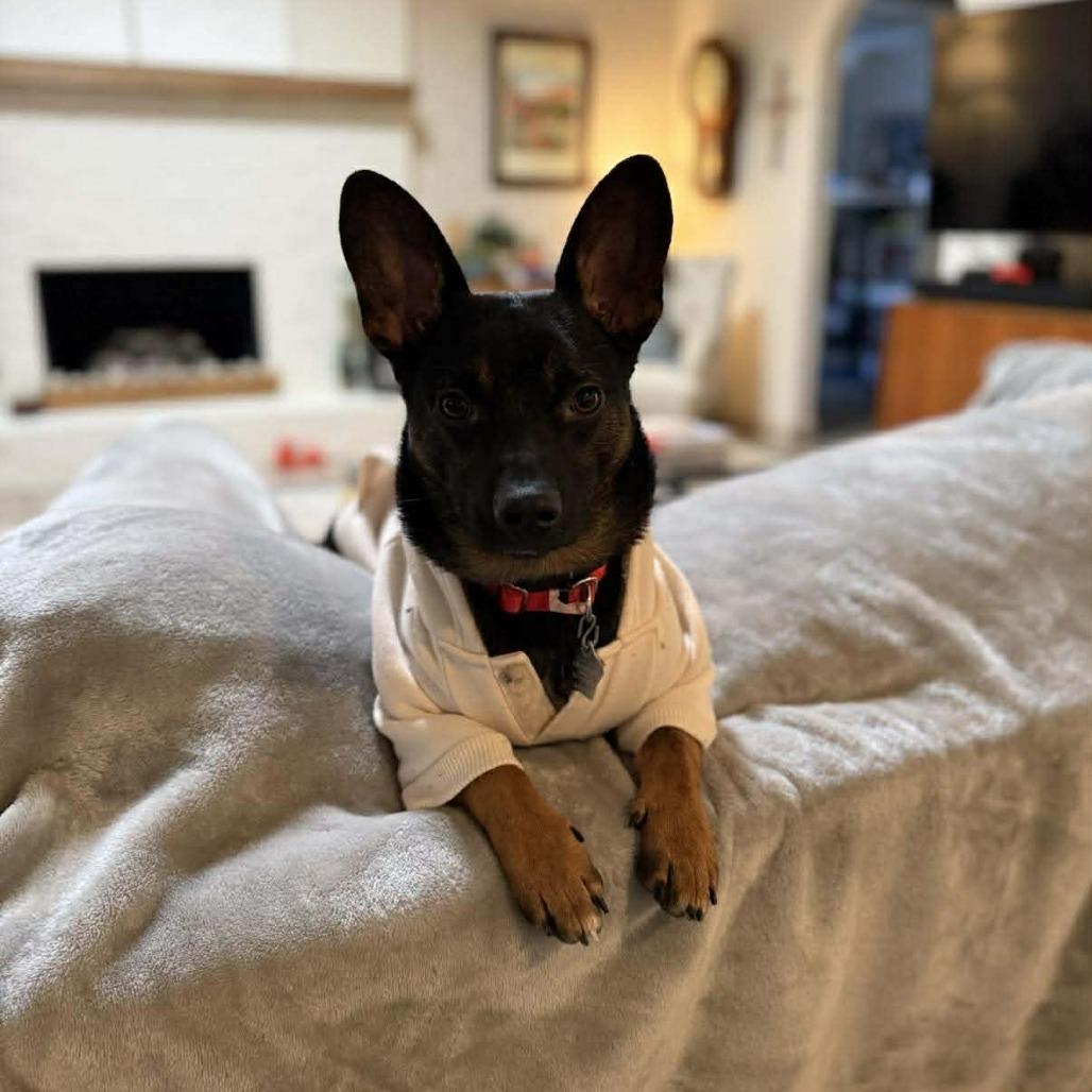 Enlarge Rollie, a Adoptable mixed breed in Amarillo, TX image 4/6