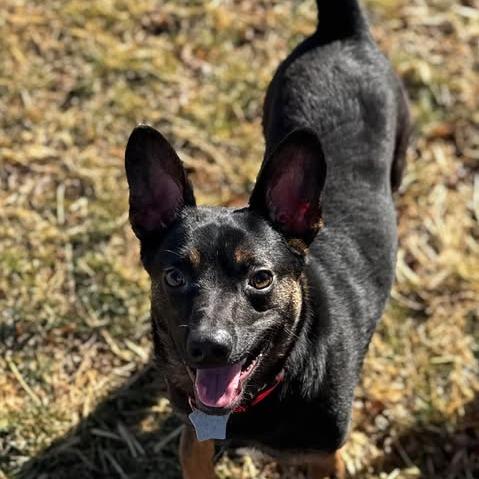 Enlarge Rollie, a Adoptable mixed breed in Amarillo, TX image 5/6