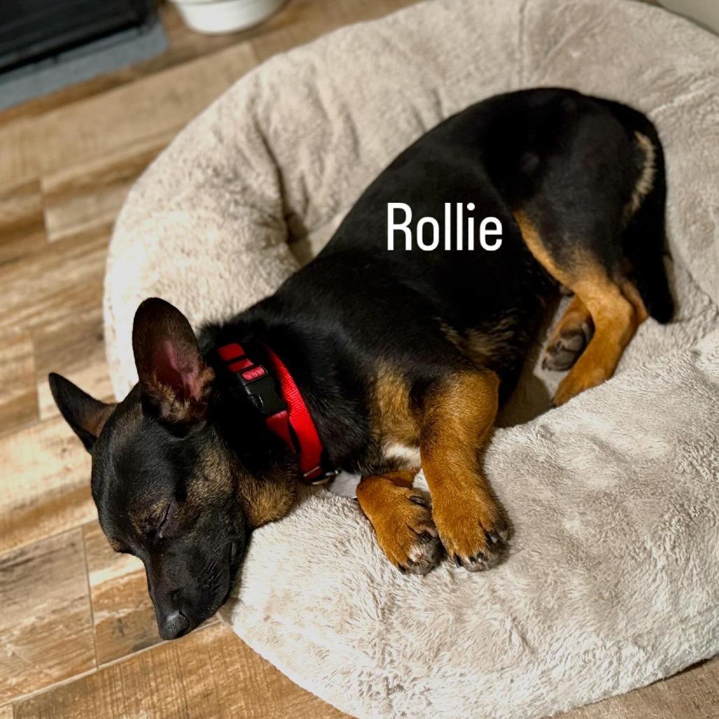 Enlarge Rollie, a Adoptable mixed breed in Amarillo, TX image 6/6