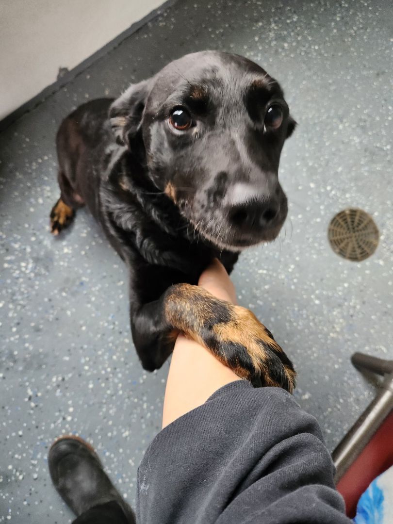 Dog for adoption Teddy, a Labrador Retriever Mix in Polson, MT Petfinder