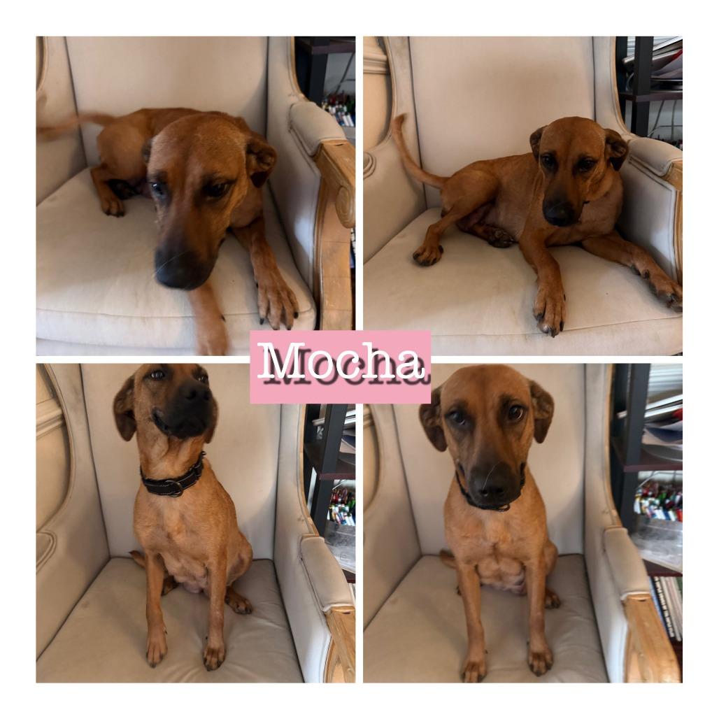 Enlarge Mocha, a Adoptable Mixed Breed in Opelika, AL image 1/3