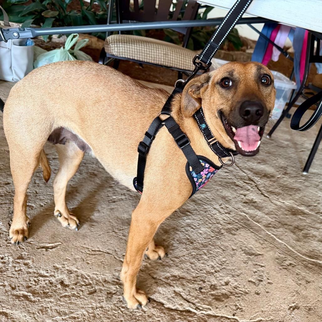 Enlarge Mocha, a Adoptable Mixed Breed in Opelika, AL image 2/3
