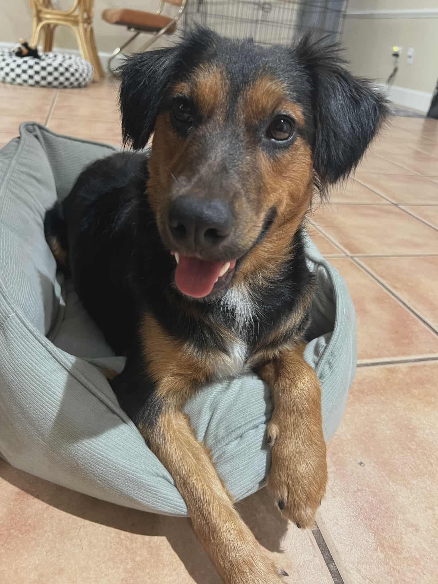 Enlarge LOLA - Foster of Adopter needed, an adoptable mixed breed in Largo, FL image 4/6