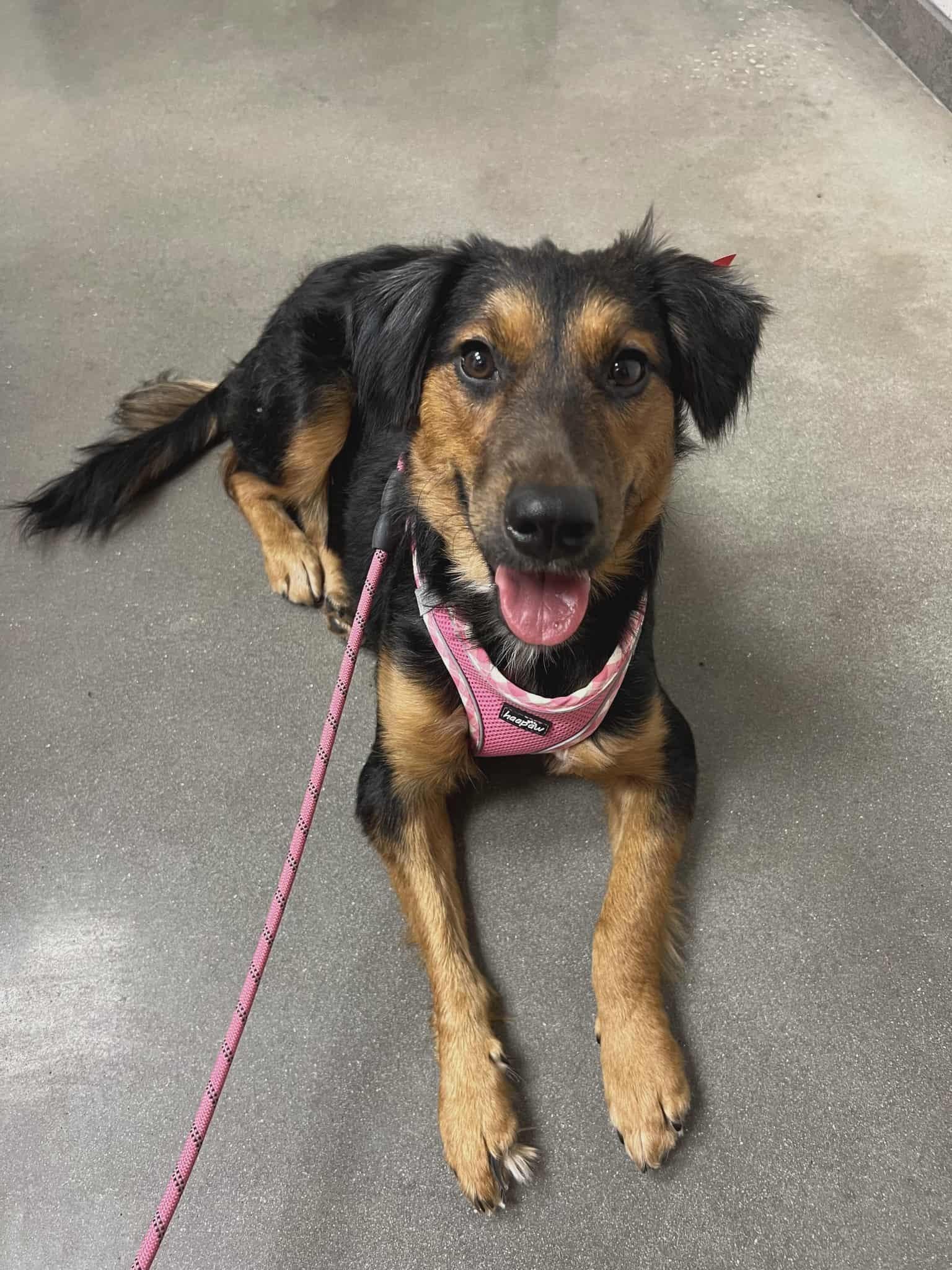 Enlarge LOLA - Foster of Adopter needed, an adoptable mixed breed in Largo, FL image 5/6