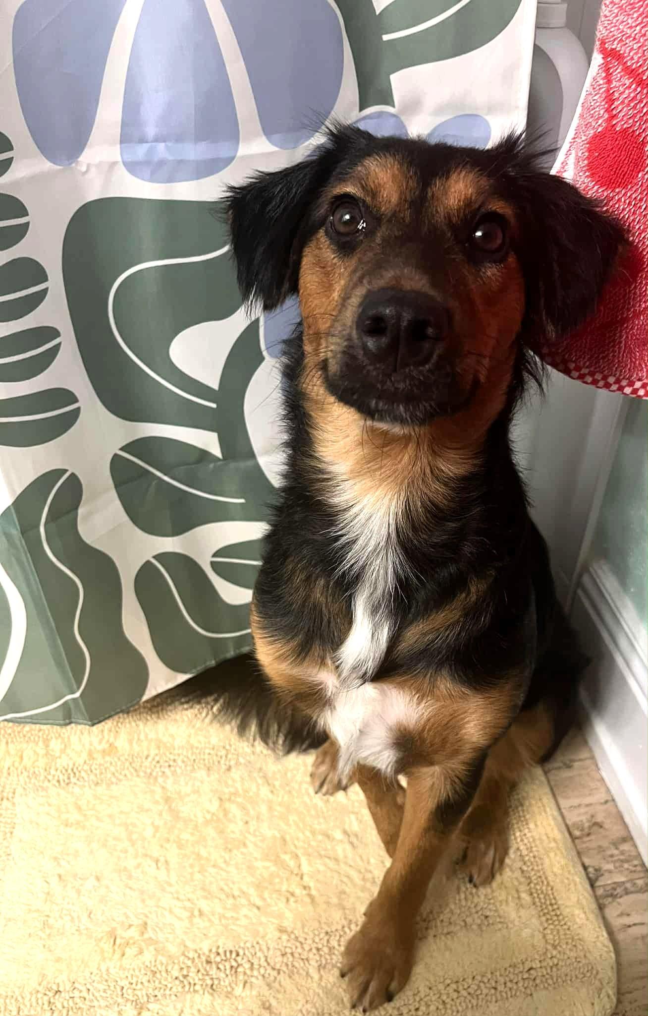 Enlarge LOLA - Foster of Adopter needed, an adoptable mixed breed in Largo, FL image 3/6