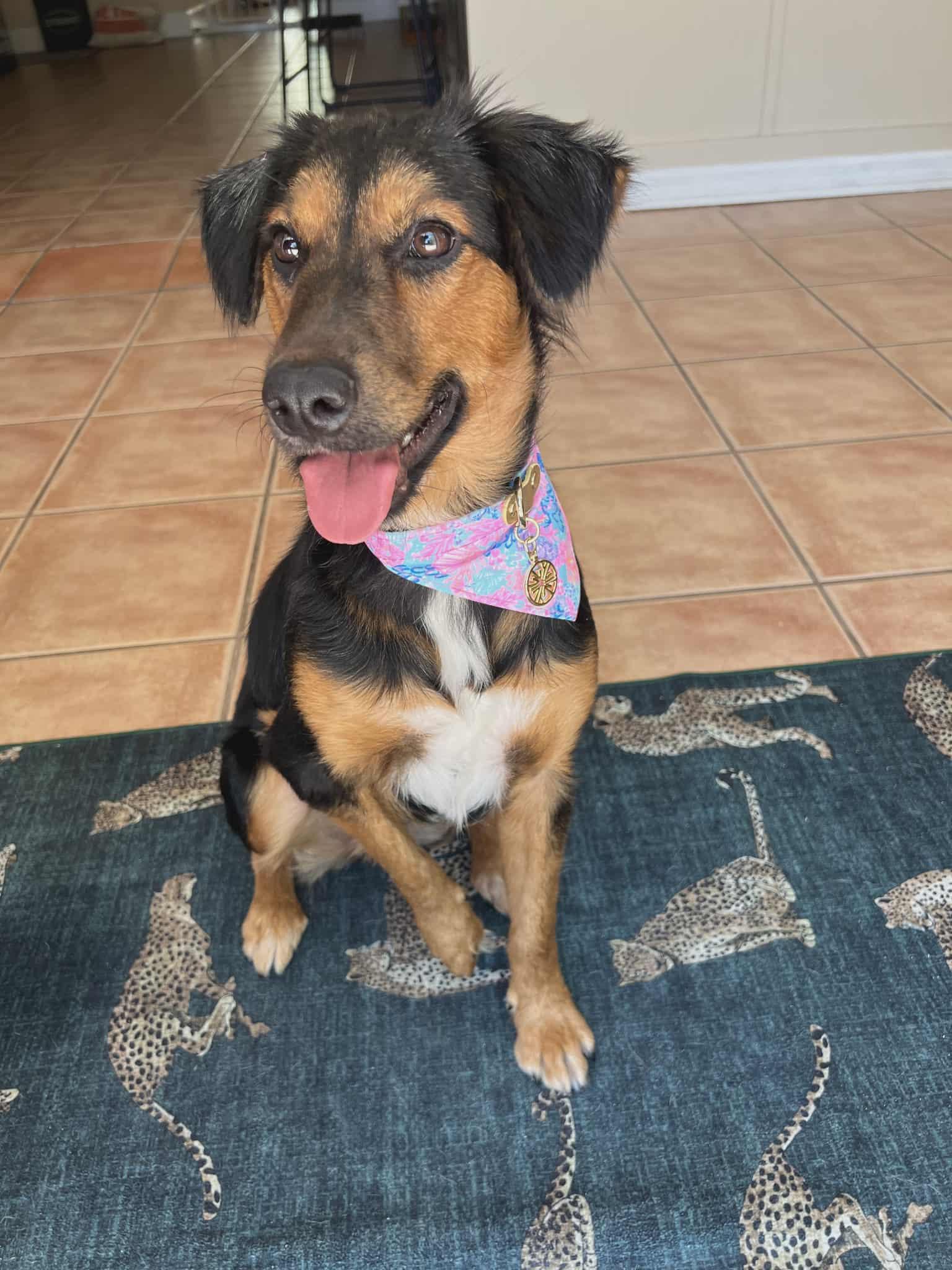 Enlarge LOLA - Foster of Adopter needed, an adoptable mixed breed in Largo, FL image 6/6