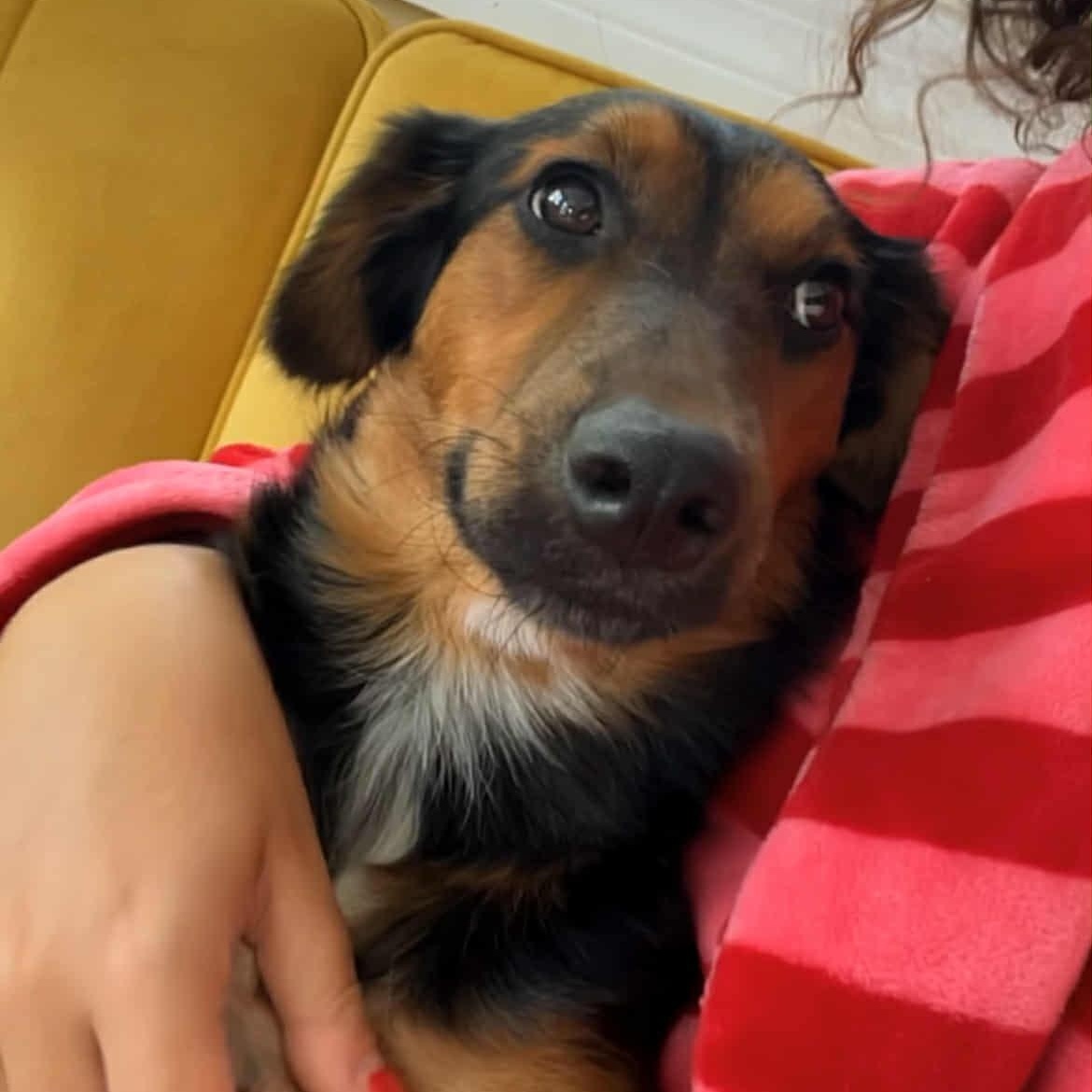 LOLA - Foster of Adopter needed, adoptable, Young Female Collie.