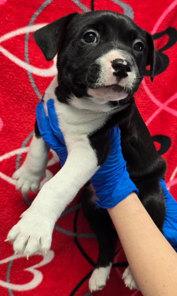 Enlarge Gremlin, a Adoptable mixed breed in Murphysboro, IL image 1/2