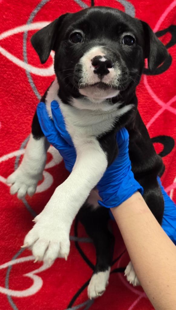 Enlarge Gremlin, a Adoptable mixed breed in Murphysboro, IL image 2/2