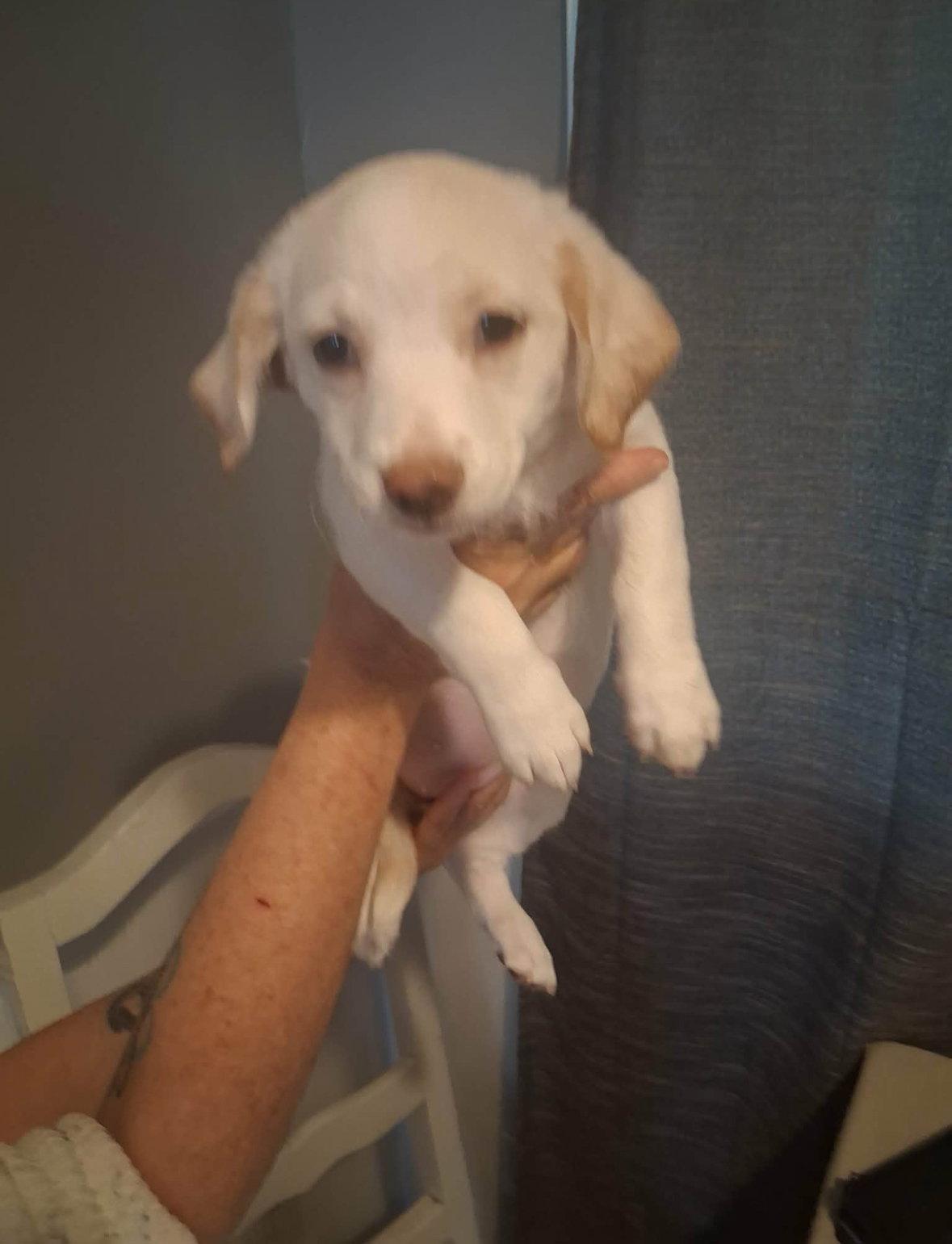 Enlarge Dali, a Adoptable mixed breed in Grafton, WI image 1/3