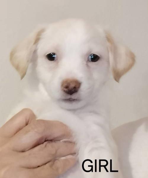 Enlarge Dali, a Adoptable mixed breed in Grafton, WI image 2/3