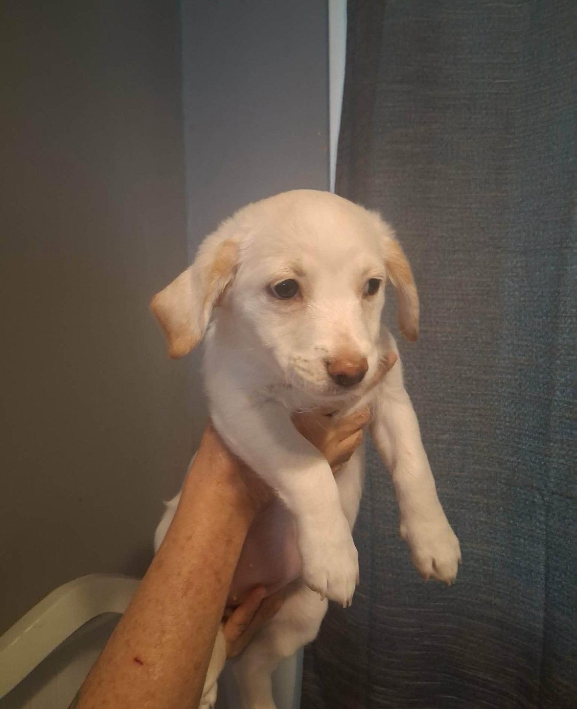 Enlarge Dali, a Adoptable mixed breed in Grafton, WI image 3/3