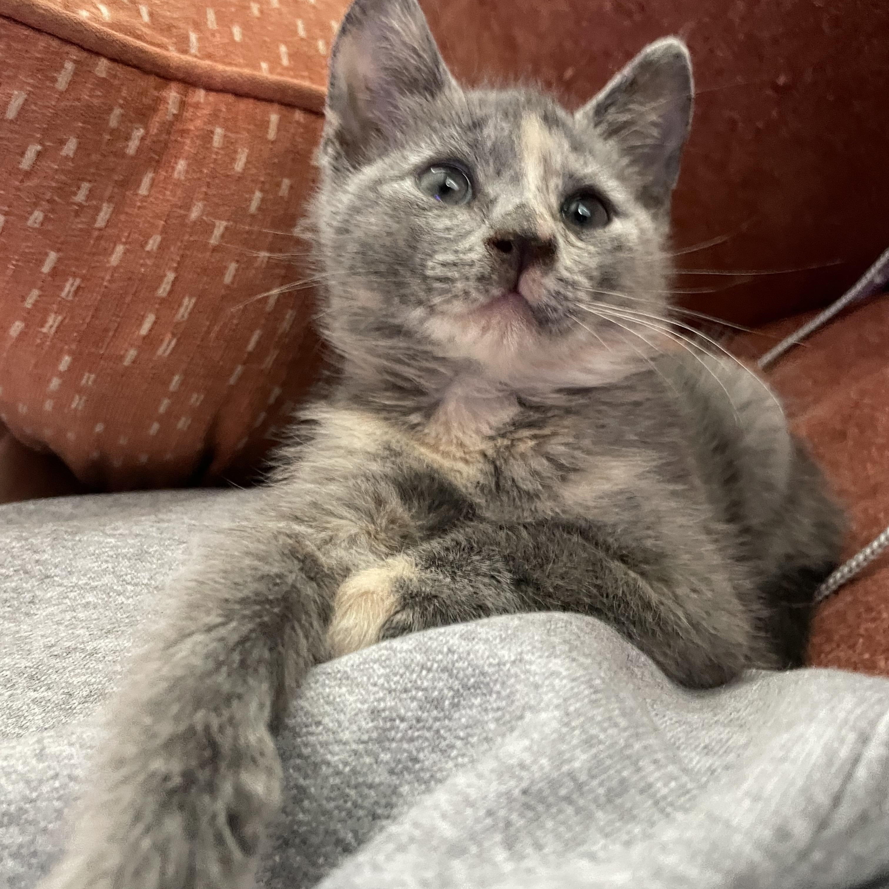 Boo, a Adoptable Domestic Short Hair in Bethel, CT image 2/3